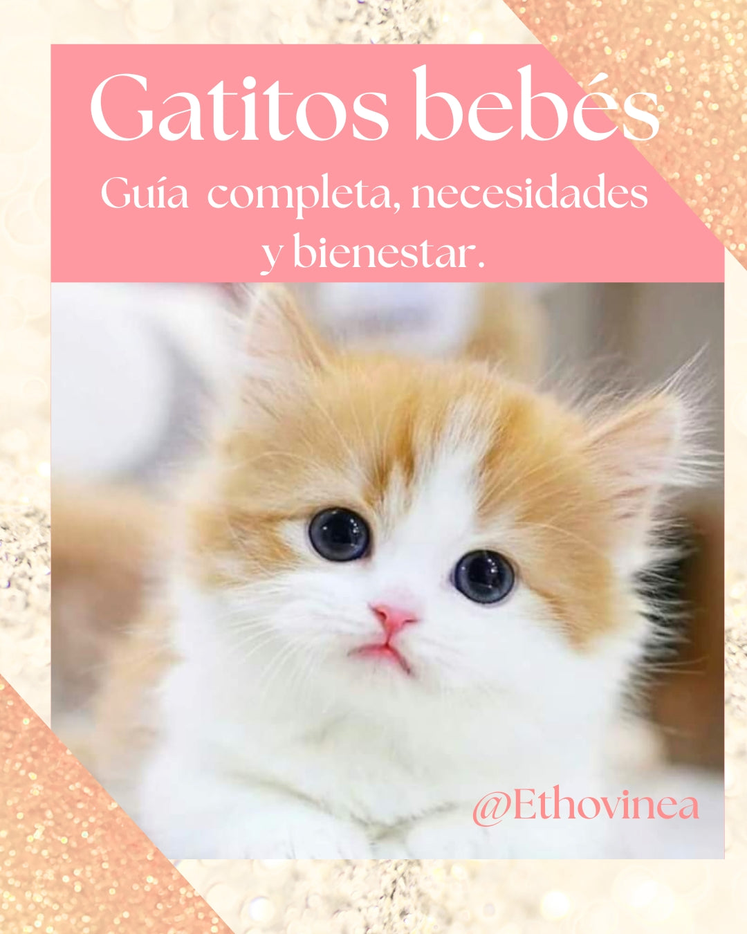 Gatitos bebés, guía completa, necesidades y bienestar.