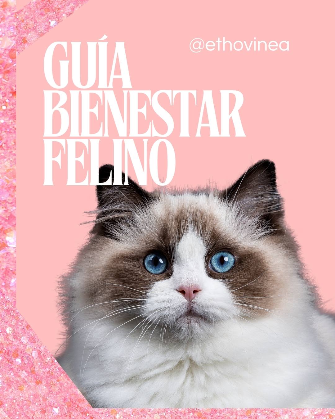 Bienestar felino: 9 claves para el bienestar de tu gato