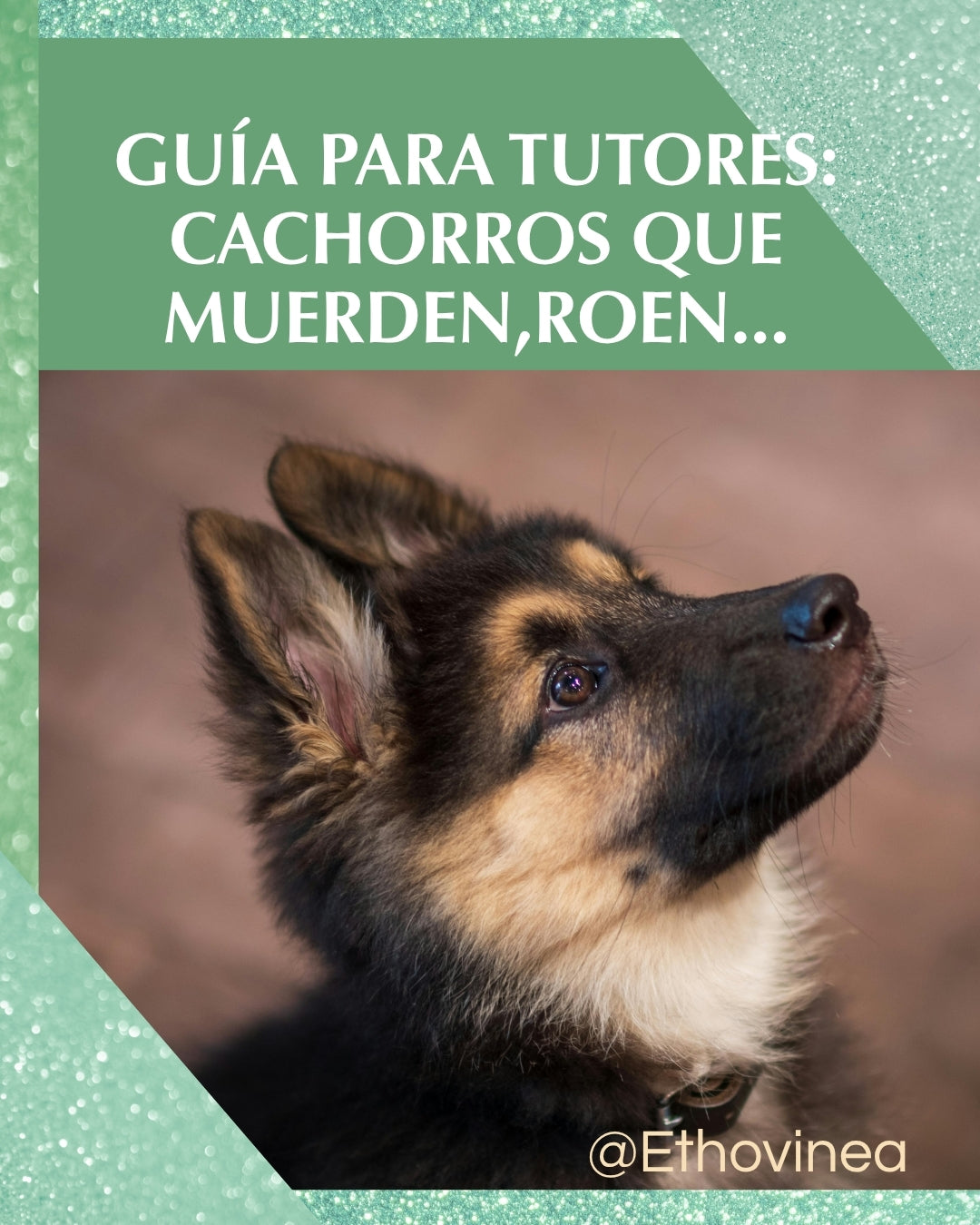 Guía para Tutores con Cachorros que Muerden/Roen (Cachorros en Dentición)