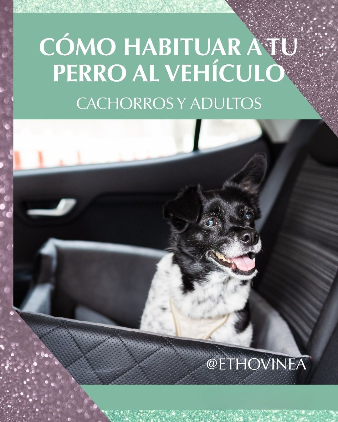 Cómo Habituar a tu Perro al Vehículo